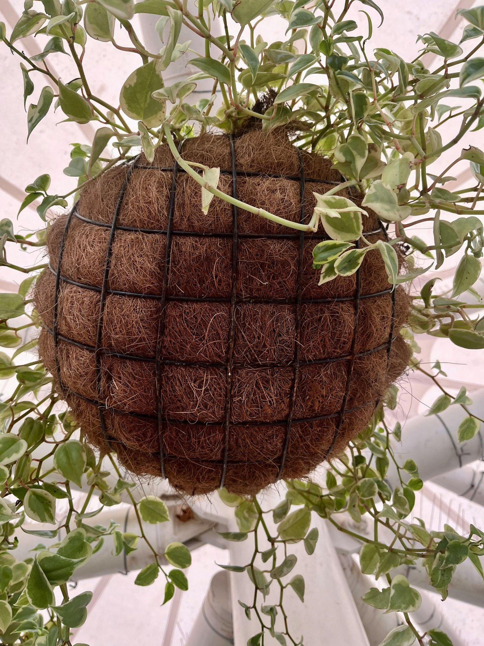 a basket with leaves
